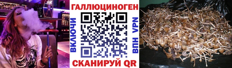 Псилоцибиновые грибы Cubensis  купить   Фурманов 